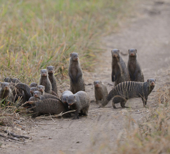Banded Mongoose Craig Banded Mongoose Craig
