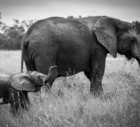 Mother And Calf Mother And Calf