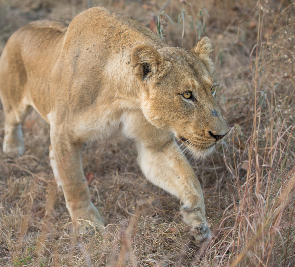 Lion Hunts Buffalo 7 Lion Hunts Buffalo 7