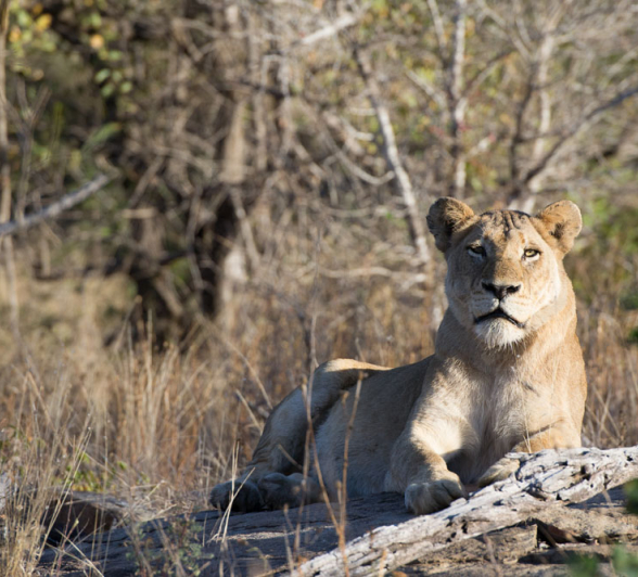 SP Lioness South 2 SP Lioness South 2