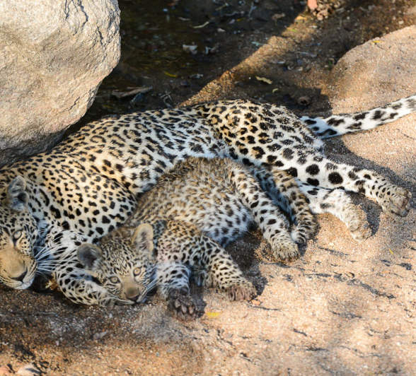 Notins Mantwaan Craig Notins Mantwaan Craig