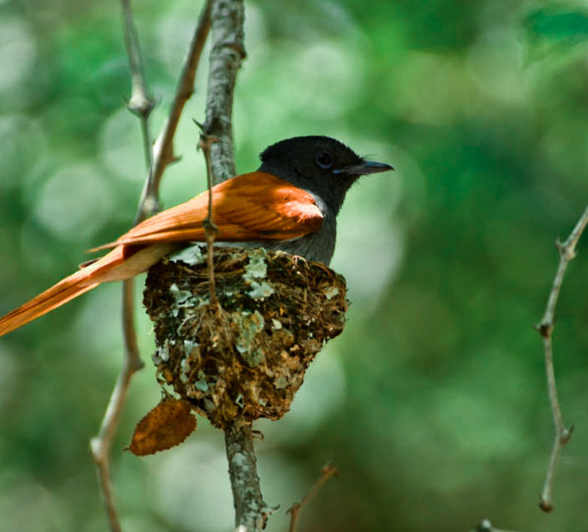 Paradise Flycatcher 4 Paradise Flycatcher 4