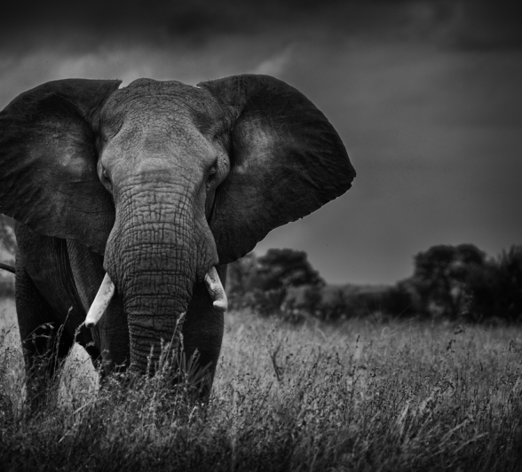 Elephant Bull Stareoff Elephant Bull Stareoff