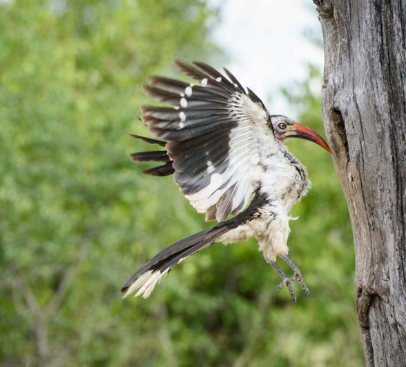 Mike Palmer Red Billed Hornbill 4 Mike Palmer Red Billed Hornbill 4