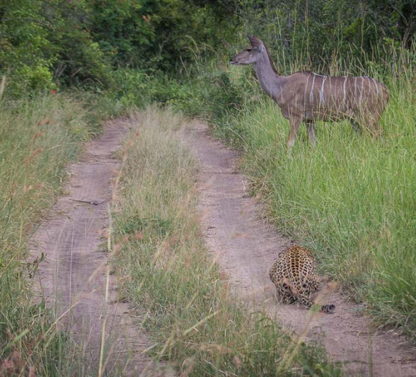 Kosie Max2 Kosie Max2