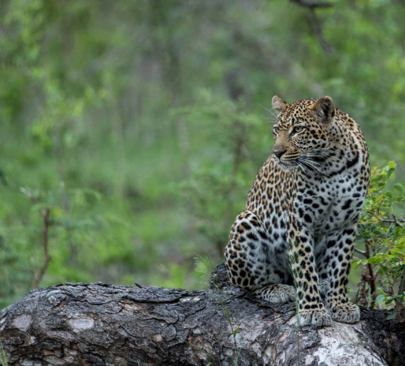 12Pravir Patel Leopard02 12Pravir Patel Leopard02