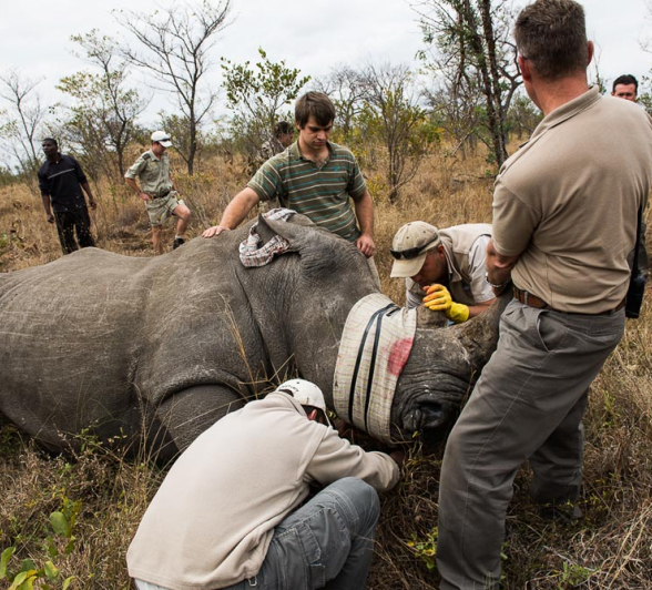 Rhino Horn Treatment 3 Rhino Horn Treatment 3