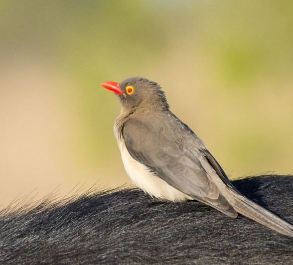 Oxpecker Oxpecker