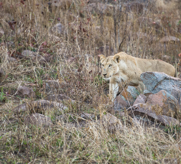 Lion Hunt Buffalo 2 2 Lion Hunt Buffalo 2 2