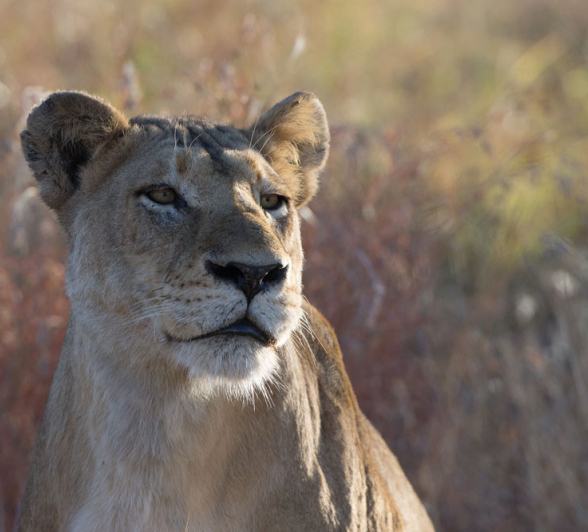 SP Lioness South 1 SP Lioness South 1