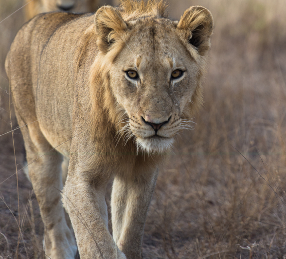 Lion Hunts Buffalo 3 Lion Hunts Buffalo 3