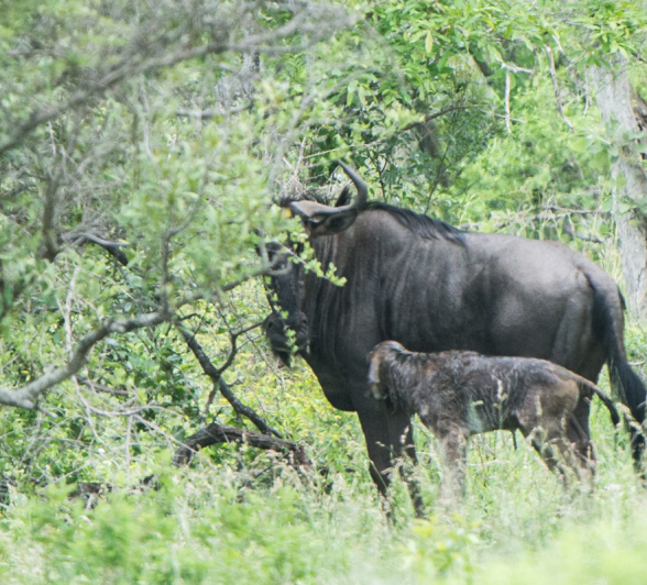 Wildebeest Birth 4 Wildebeest Birth 4