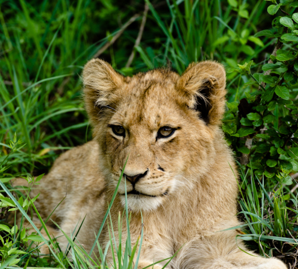 Lion Cub Lion Cub