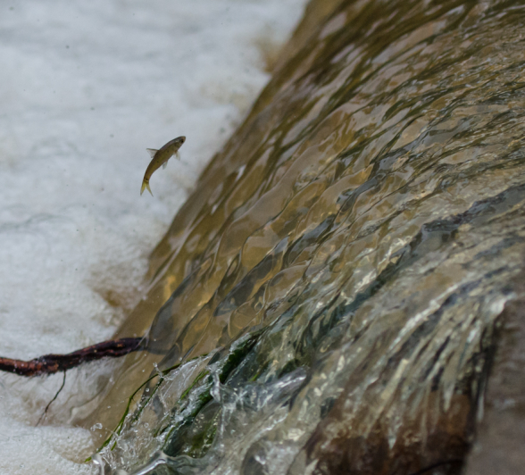 Fishoutwater Fishoutwater
