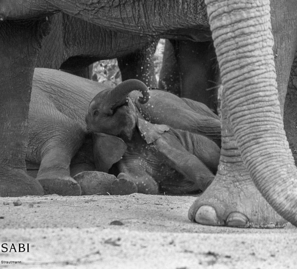 47Kyle 11 Jan 2017 Elephant Fun 21 Final 47Kyle 11 Jan 2017 Elephant Fun 21 Final