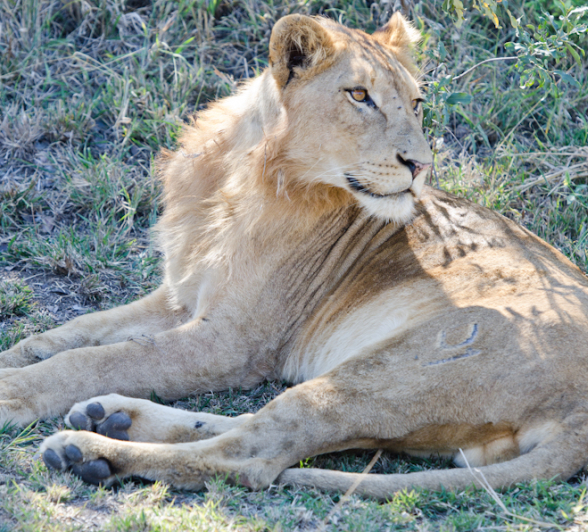 Skukuza Pride 2 Skukuza Pride 2