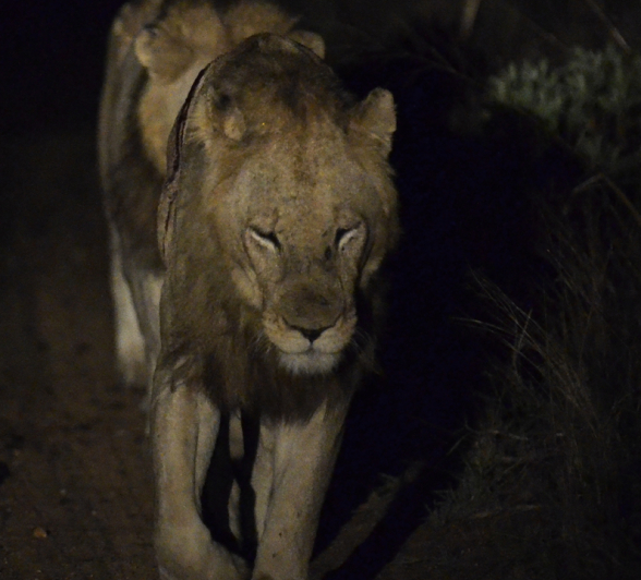 2 Lions 2 Lions