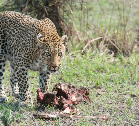 19Terry Ennever Ww Hyenas16 19Terry Ennever Ww Hyenas16