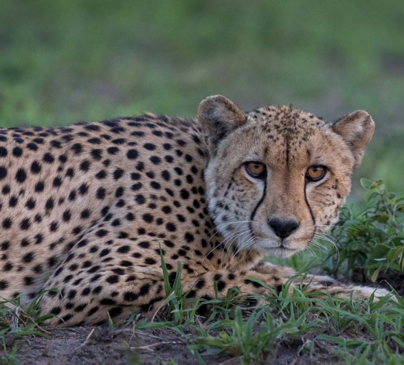 15Pravir Patel Cheetah01 15Pravir Patel Cheetah01