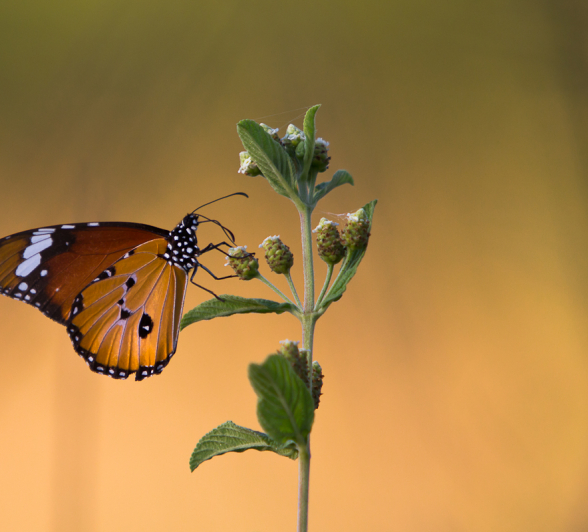Male Monarch With Secretory Gland Male Monarch With Secretory Gland