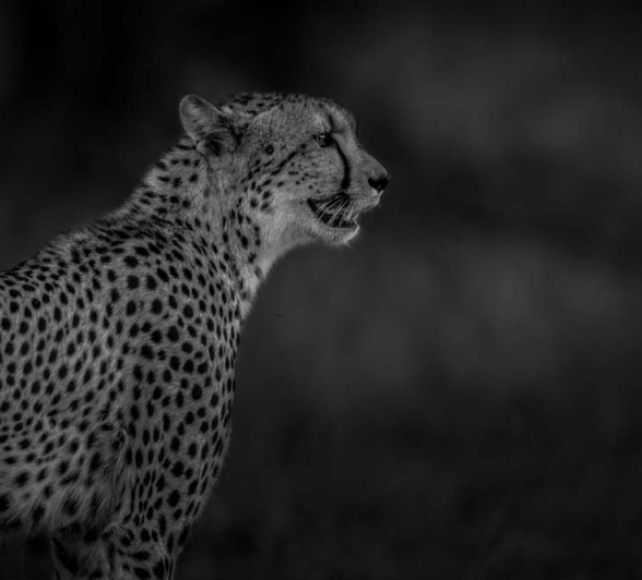 Pravir Patel Cheetah 01 Pravir Patel Cheetah 01
