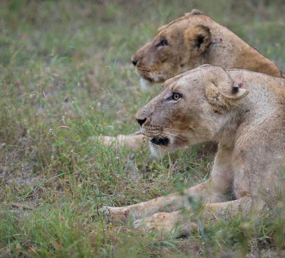 Lion Kill Lion Kill