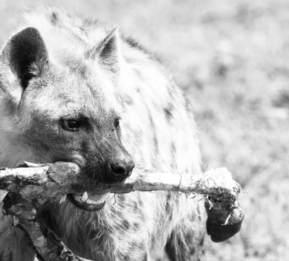 17Terry Ennever Ww Hyenas12 17Terry Ennever Ww Hyenas12