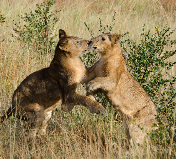 Southern Pride 2 Southern Pride 2