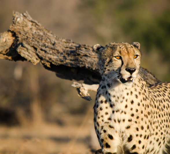 CHEETAH Steve CHEETAH Steve