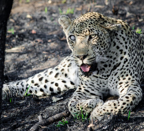 Sand River Steve Sand River Steve