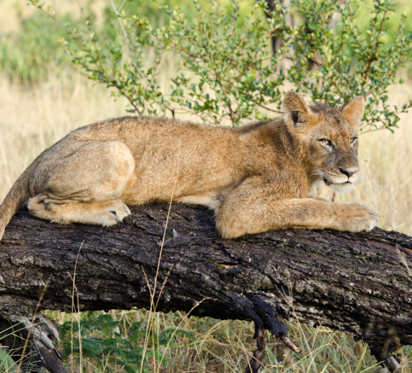Southern Pride 4 Southern Pride 4