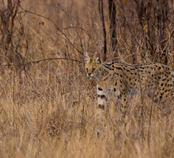 Serval 5 Serval 5