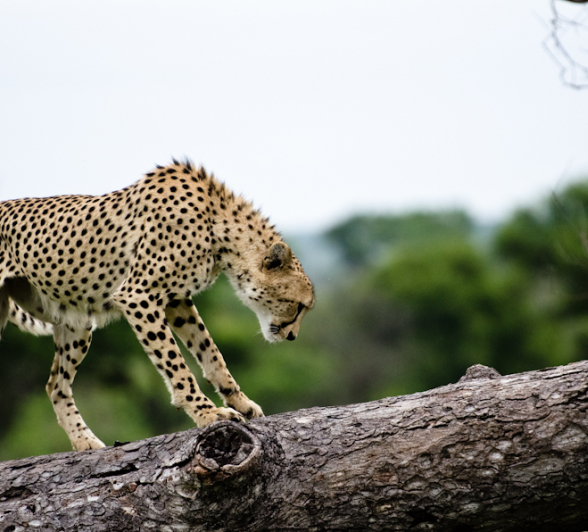 Cheetah 3 Cheetah 3