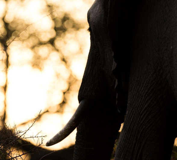 19Sheldon Hooper Elephant Silhouette 19Sheldon Hooper Elephant Silhouette