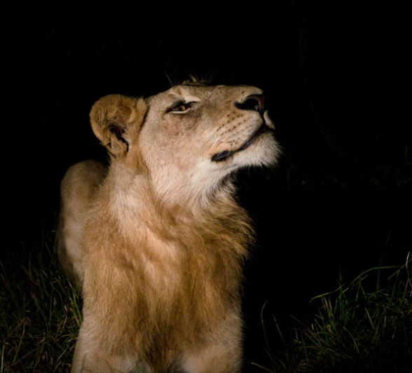 Grooming 7 7 Grooming 7 7