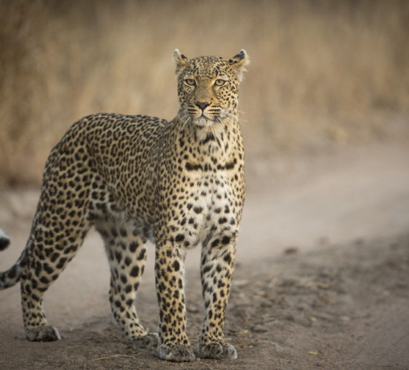 Spotted Cats Ww Spotted Cats Ww