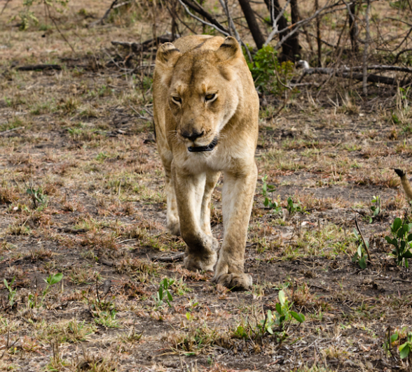Southern Pride Lion Cubs Southern Pride Lion Cubs