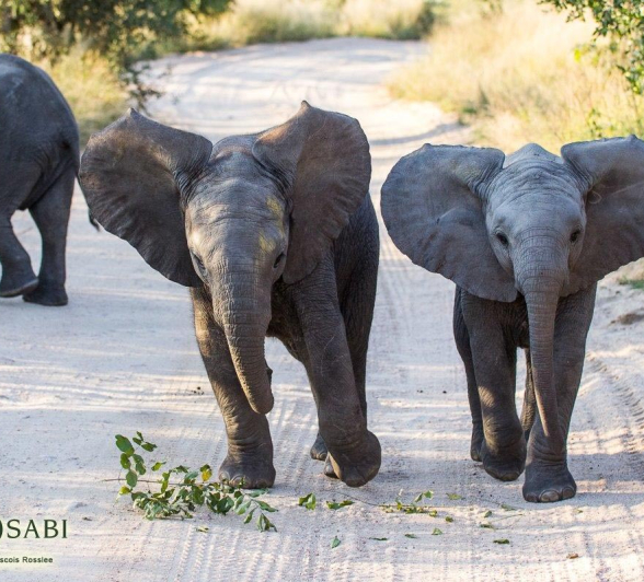 27Franscois Rosslee Elephant Calves Final 27Franscois Rosslee Elephant Calves Final
