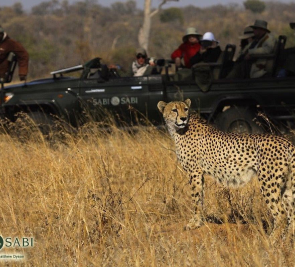 19Matthew Dyson Cheetah Safari Final 19Matthew Dyson Cheetah Safari Final