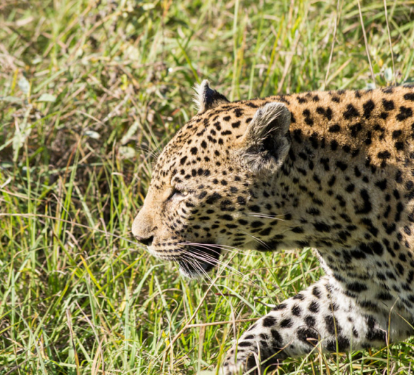 Nottins Walking Nottins Walking