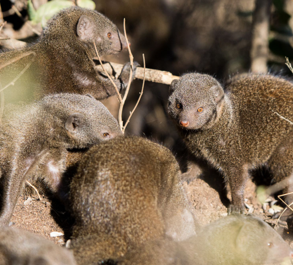 Dwarf Mongoose 2 Dwarf Mongoose 2