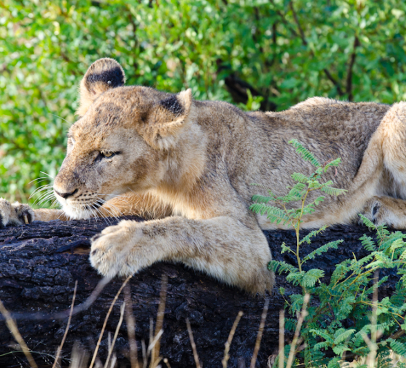 Southern Pride 5 Southern Pride 5