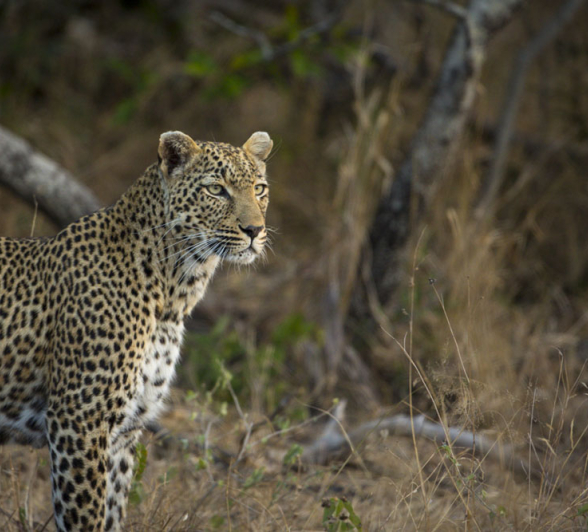 Spotted Cats 2 Ww Spotted Cats 2 Ww
