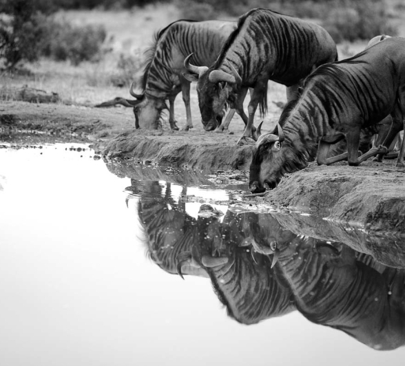 10Mike Palmer Wildebeest 130616 10Mike Palmer Wildebeest 130616