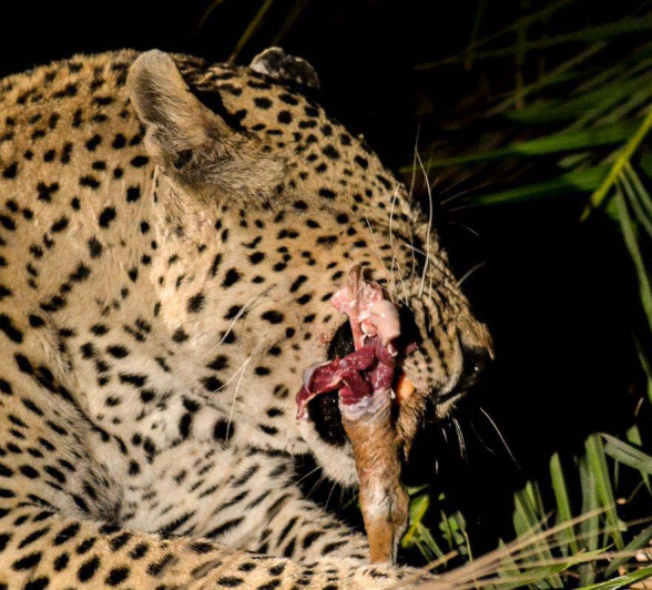 33Kevan Dobbie Maxabeni Kill 2 33Kevan Dobbie Maxabeni Kill 2