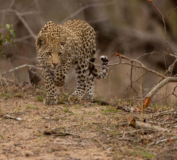 17Pravir Patel Leopard02 031015 17Pravir Patel Leopard02 031015