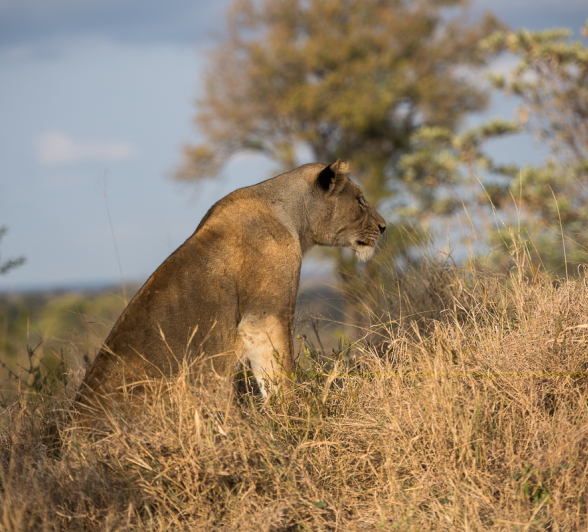Lion Hunts Buffalo Lion Hunts Buffalo
