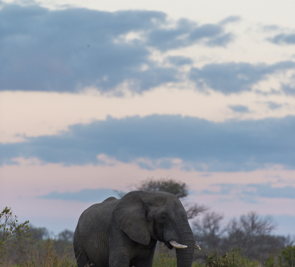 Elephant 2 Elephant 2