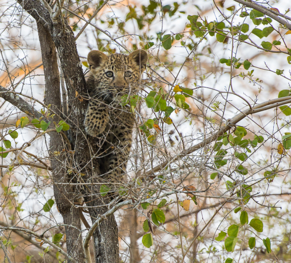 Warthog Wallow And Cub 3 Warthog Wallow And Cub 3