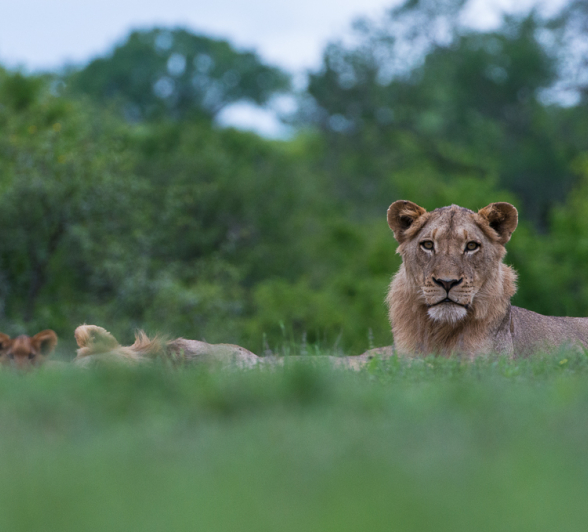 Southern Pride8 Southern Pride8